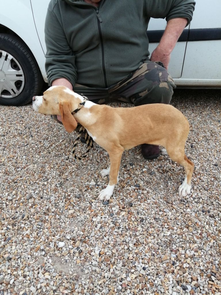 De La Blanche Alouette - Chiots disponibles - Chien d'arrêt Portugais