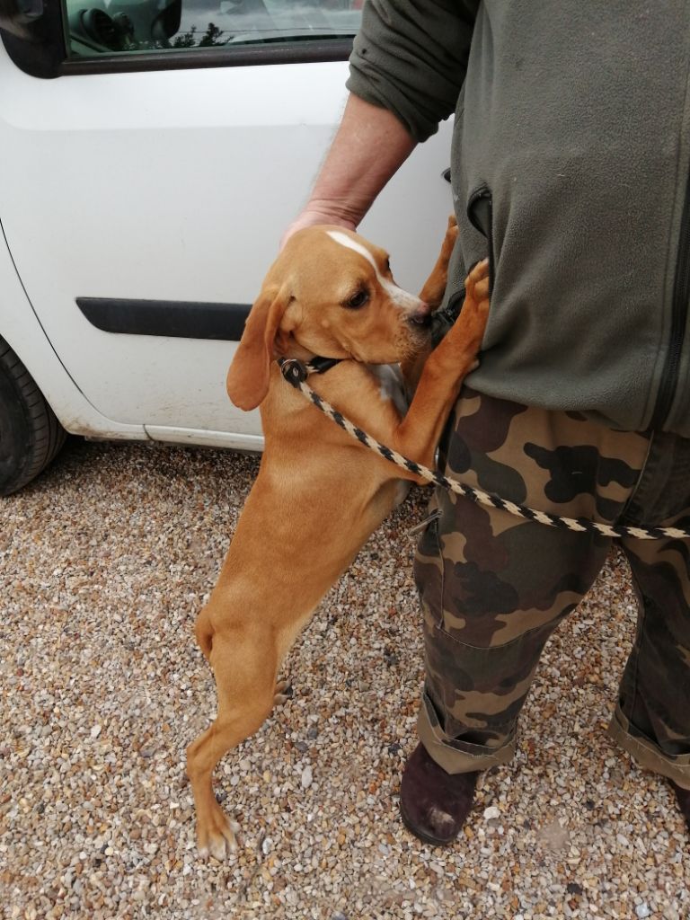 De La Blanche Alouette - Chiots disponibles - Chien d'arrêt Portugais