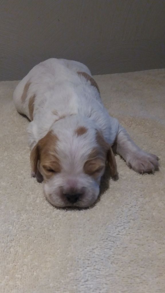 De La Blanche Alouette - Chiots disponibles - Epagneul Breton